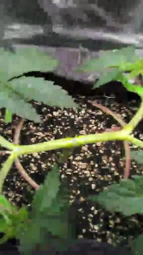 Weedseedsexpress strong genetics 💪