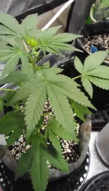 Watermelon 🍉 candy 🍬