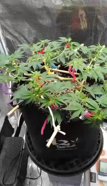 Weedseedsexpress strong genetics 💪