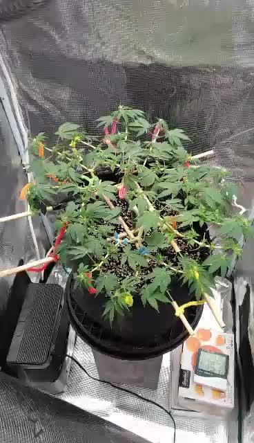 Weedseedsexpress strong genetics 💪