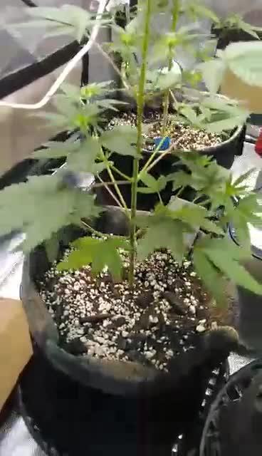 Watermelon 🍉 candy 🍬