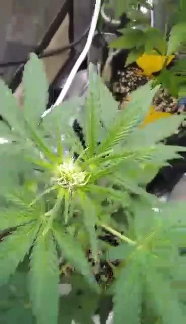 Watermelon 🍉 candy 🍬