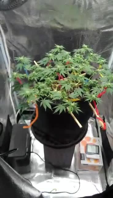 Weedseedsexpress strong genetics 💪