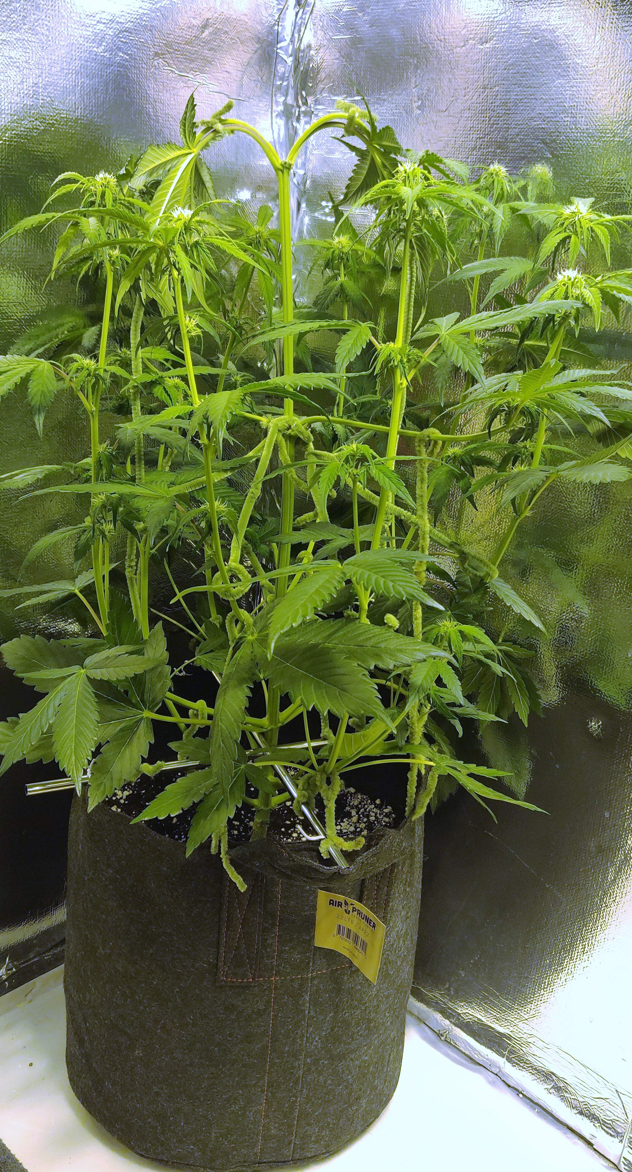 Dinafem Blue Cheese Autoflowering grow diary (journal) week6 by