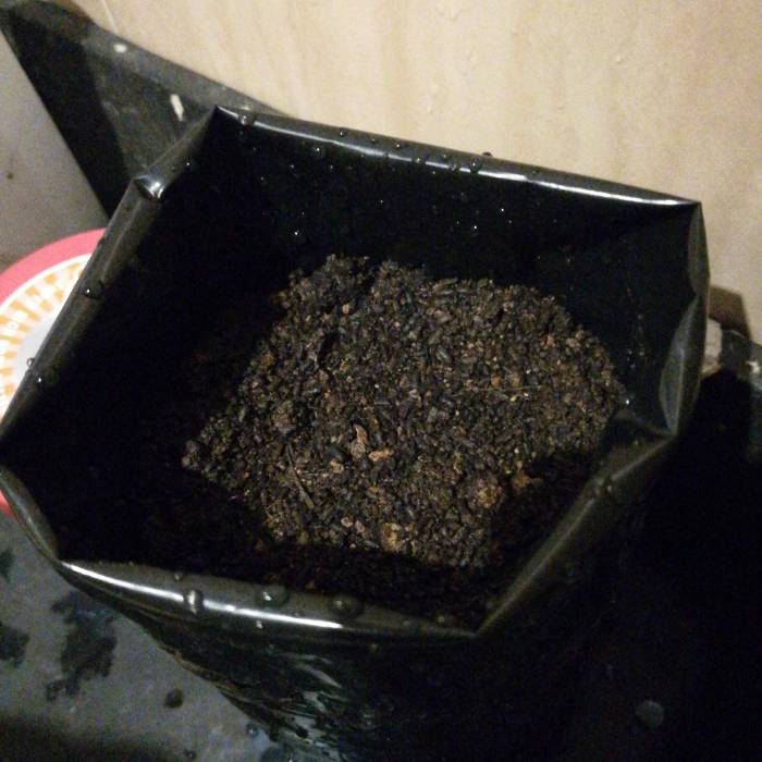 Berry Ryder#1. Week 1