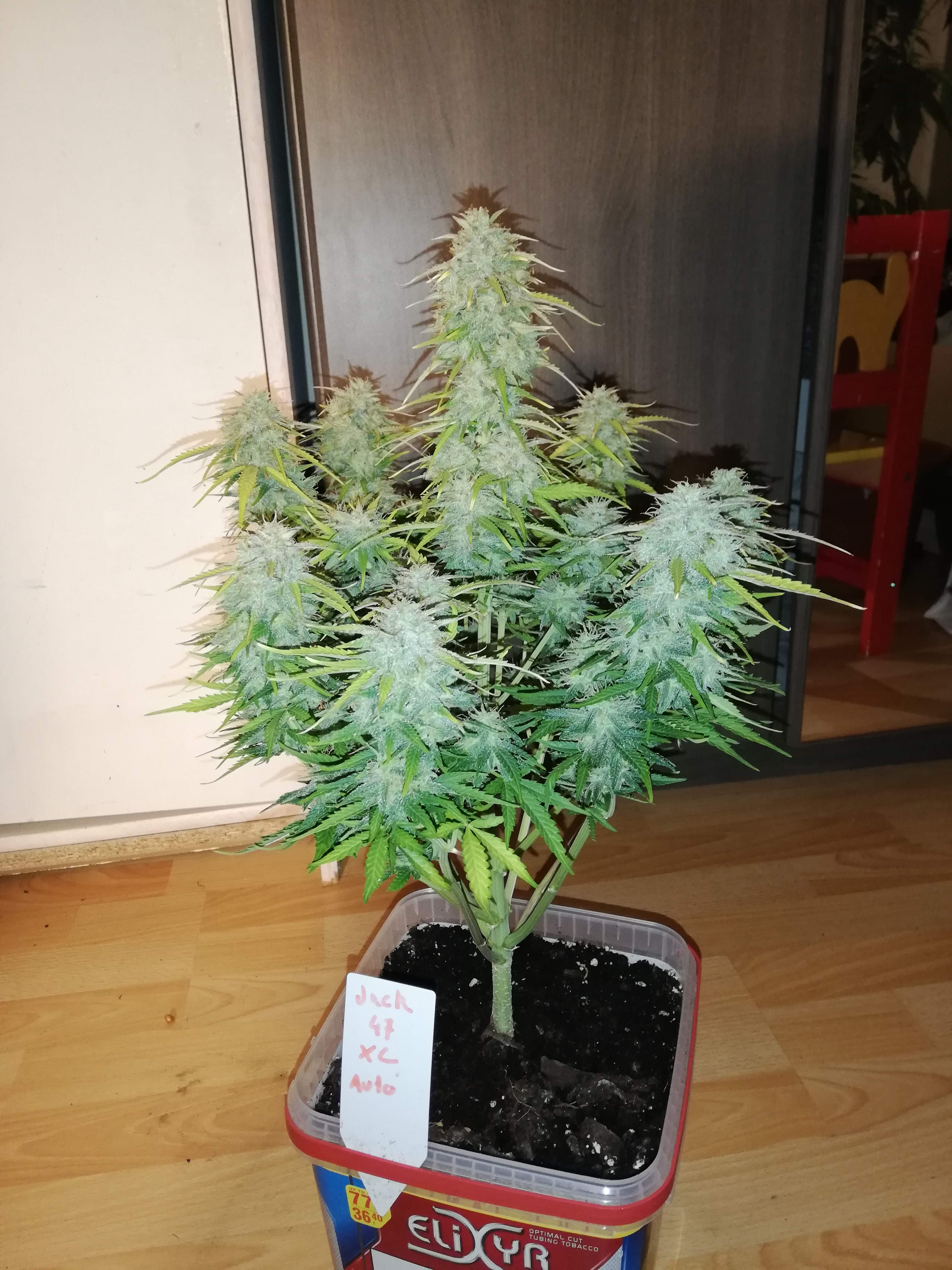 Sweet Seeds Jack 47 XL Auto® grow diary (journal) week9 by