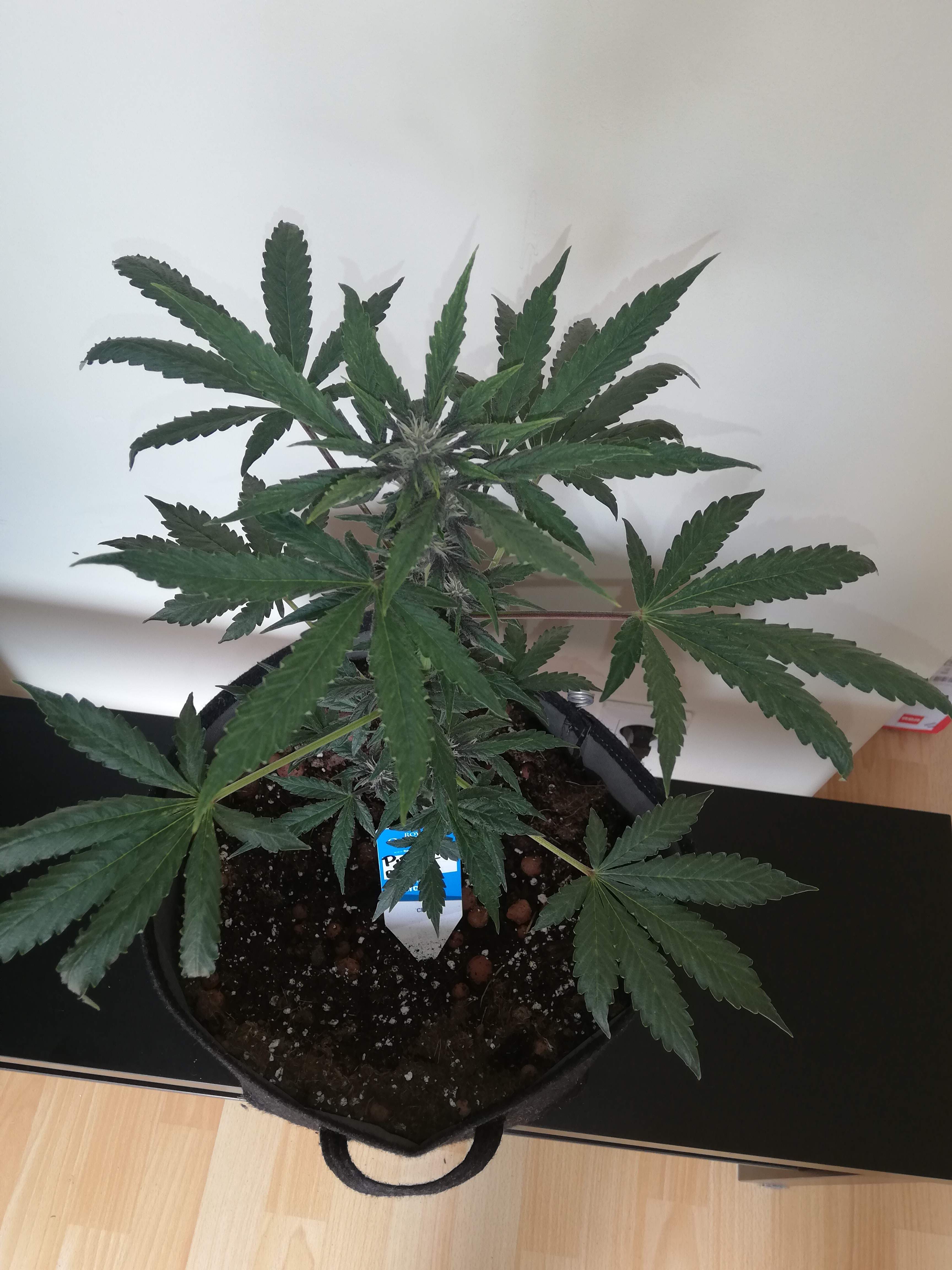 Royal Queen Seeds Purplematic CBD grow diary (journal) week4 by Removed