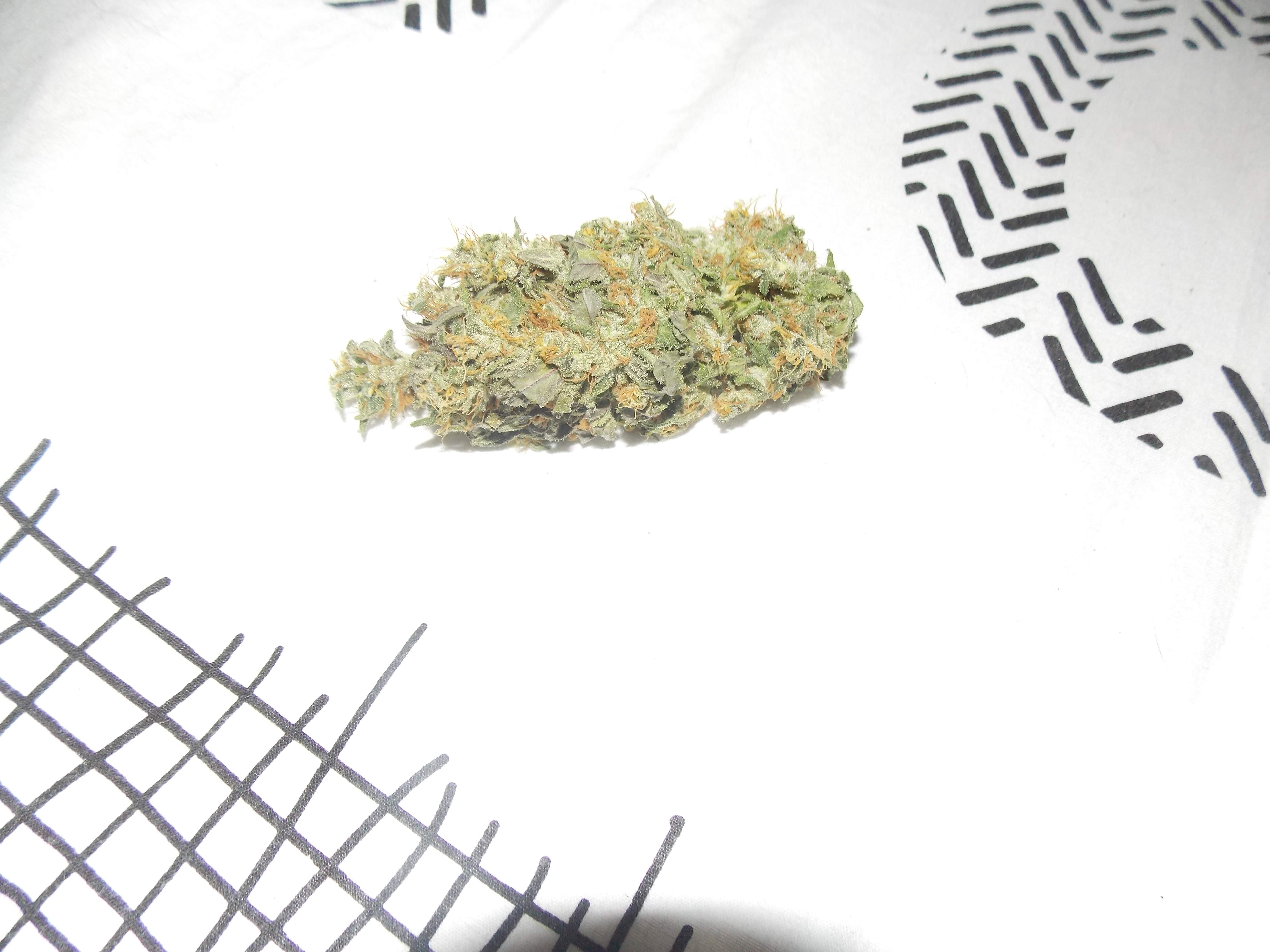 Sensi Seeds Double Banana Kush, White Label Double Banana Kush grow