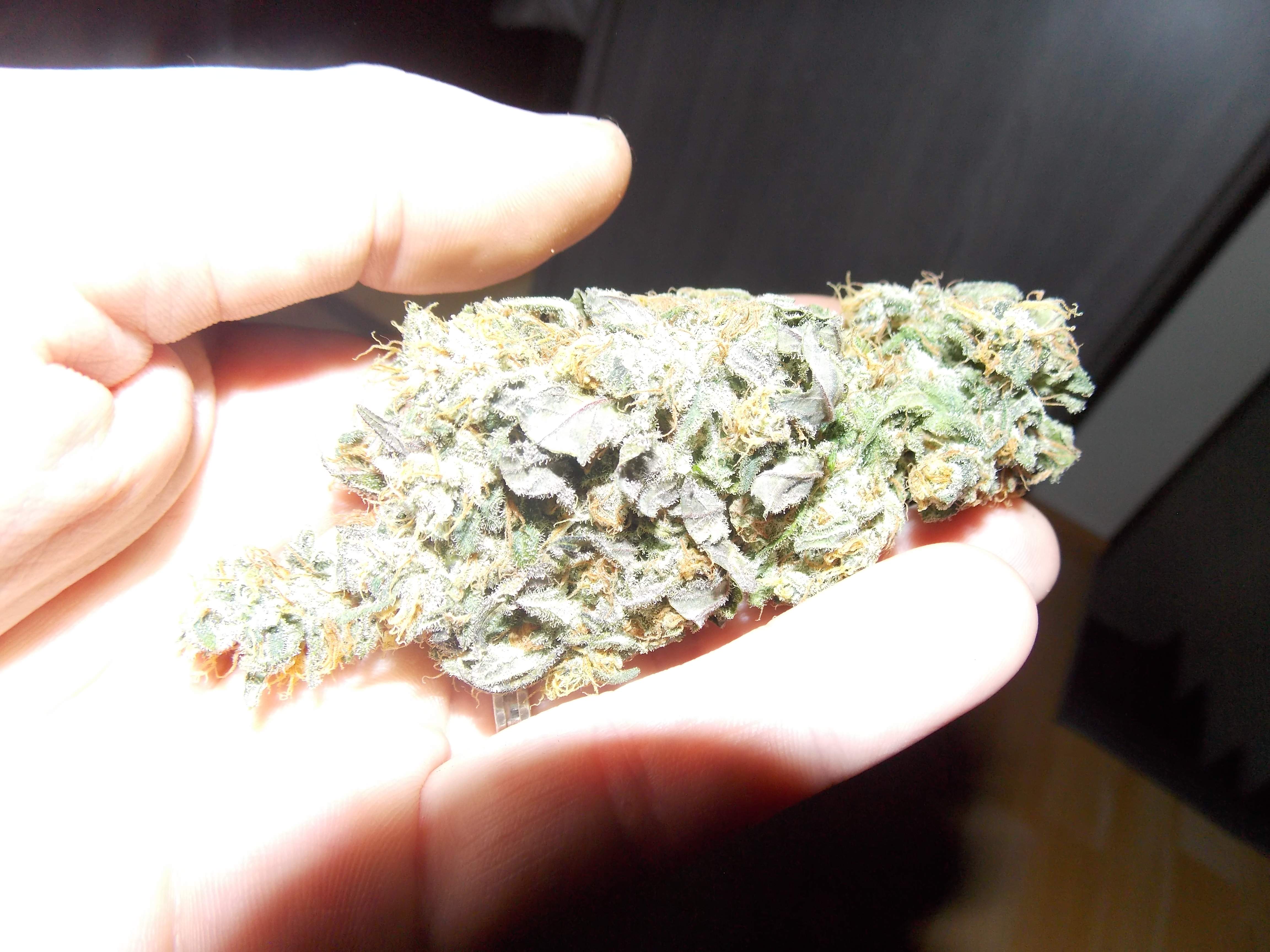 Sensi Seeds Double Banana Kush, White Label Double Banana Kush grow