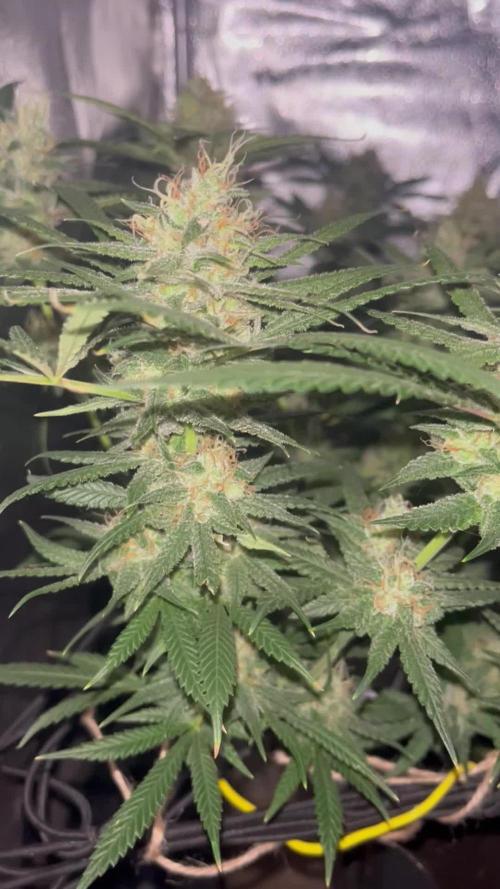 Organic Q.C.S M39 Granddaddy (M39xGDP) 2x2 Indoor Grow