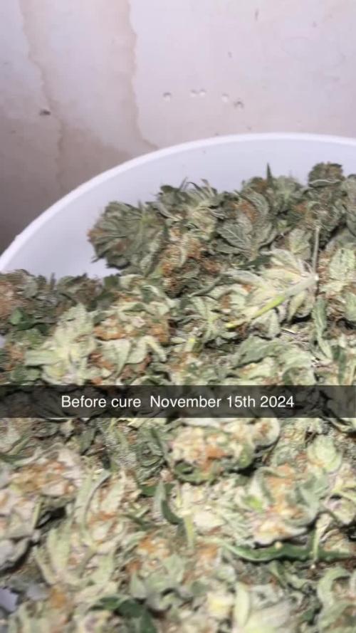 Organic Q.C.S M39 Granddaddy (M39xGDP) 2x2 Indoor Grow