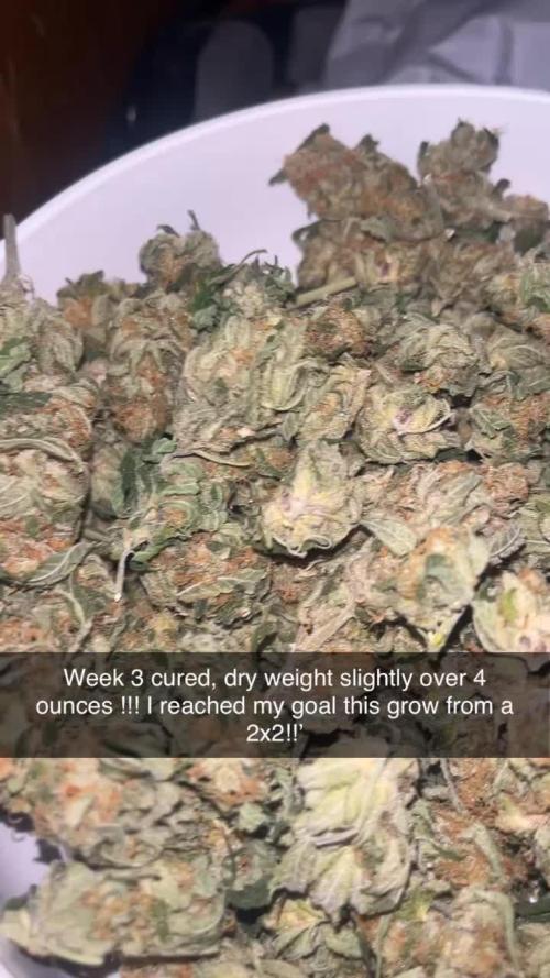 Organic Q.C.S M39 Granddaddy (M39xGDP) 2x2 Indoor Grow