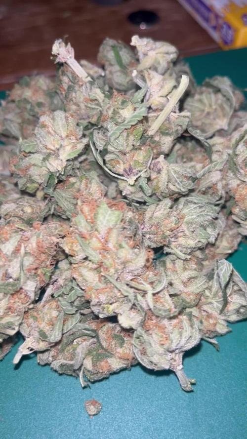 Organic Q.C.S M39 Granddaddy (M39xGDP) 2x2 Indoor Grow