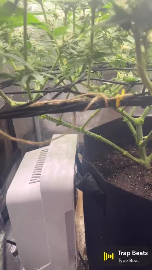 Organic Q.C.S M39 Granddaddy (M39xGDP) 2x2 Indoor Grow