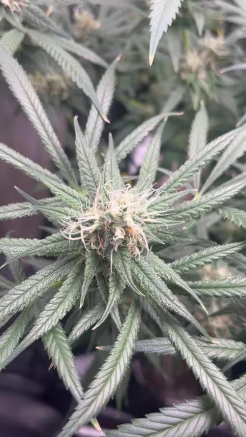 Organic Q.C.S M39 Granddaddy (M39xGDP) 2x2 Indoor Grow