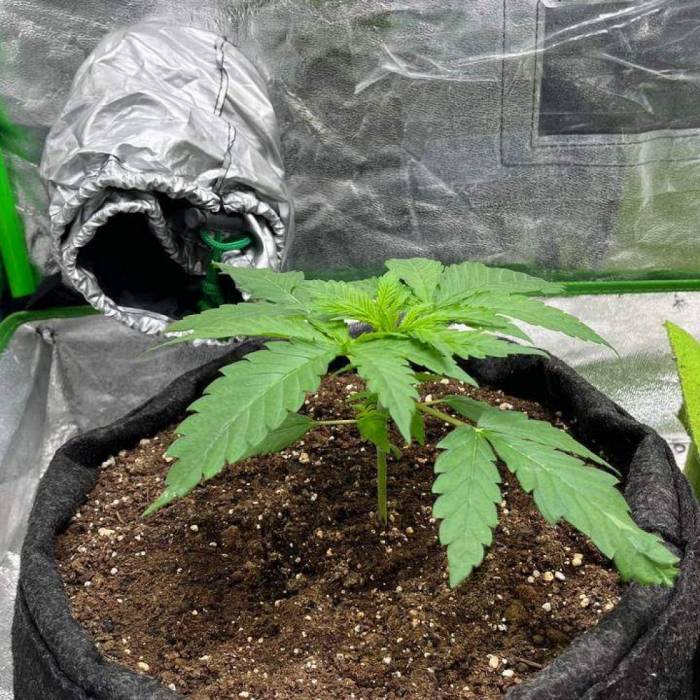 Sour Diesel ROYAL QUEEN SEEDS. Week 3