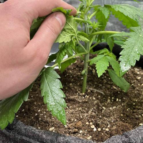 Sour Diesel ROYAL QUEEN SEEDS. Week 4