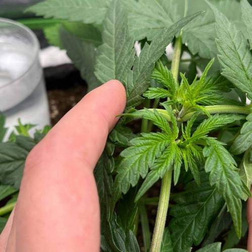 Sour Diesel ROYAL QUEEN SEEDS. Week 4