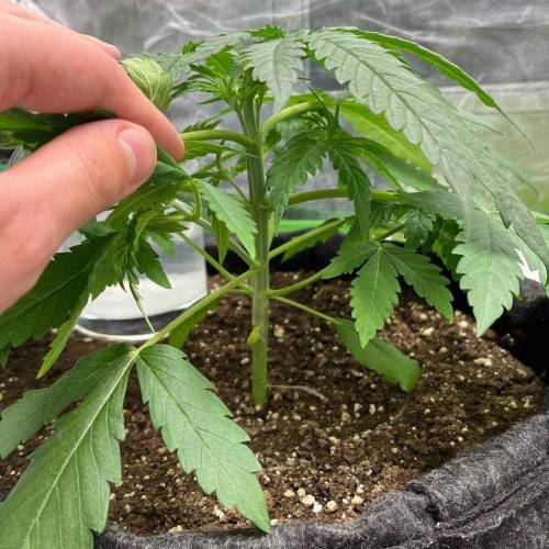 Sour Diesel ROYAL QUEEN SEEDS. Week 4