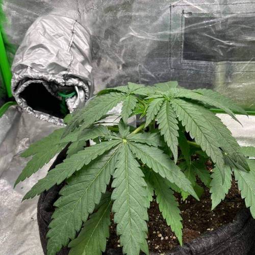 Sour Diesel ROYAL QUEEN SEEDS. Week 4