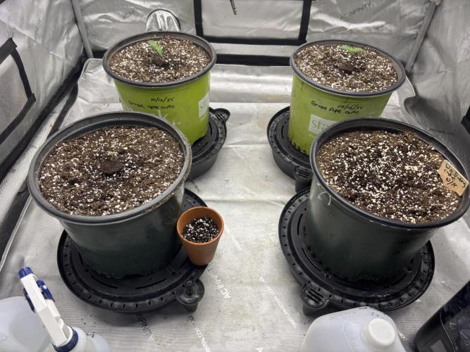 Grape Ape/Cookie Gelato. Week 1