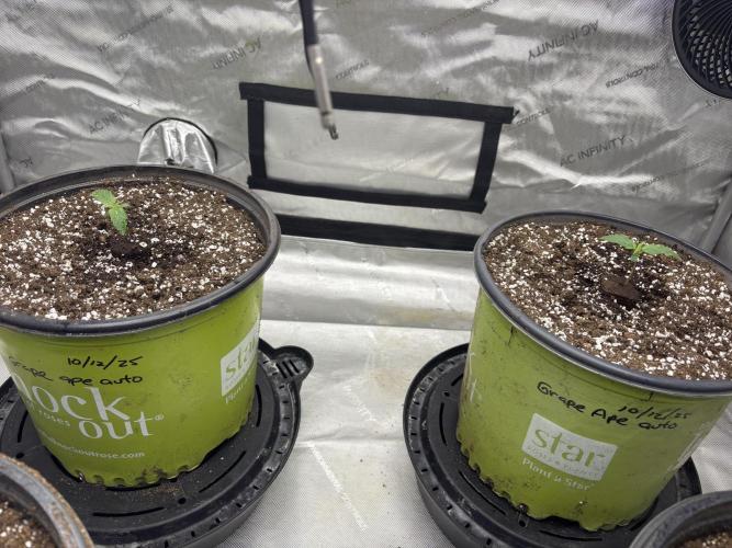 Grape Ape/Cookie Gelato. Week 1