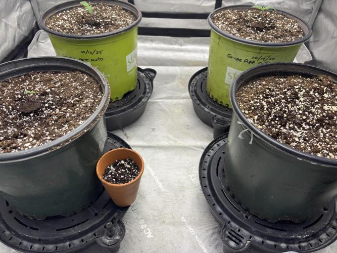 Grape Ape/Cookie Gelato. Week 1