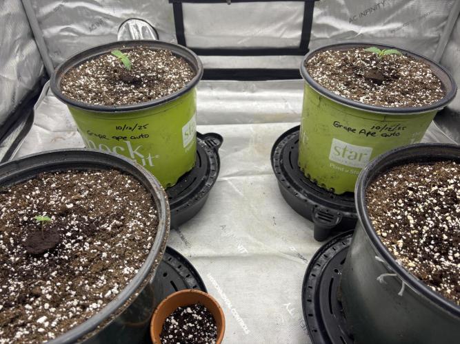 Grape Ape/Cookie Gelato. Week 1