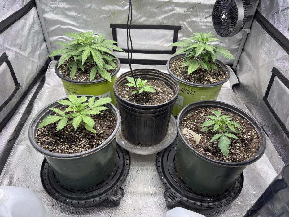 Grape Ape/Cookie Gelato. Week 3