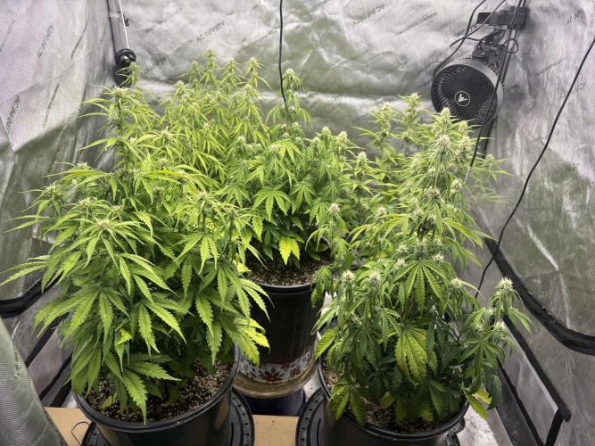 Grape Ape/Cookie Gelato. Week 5