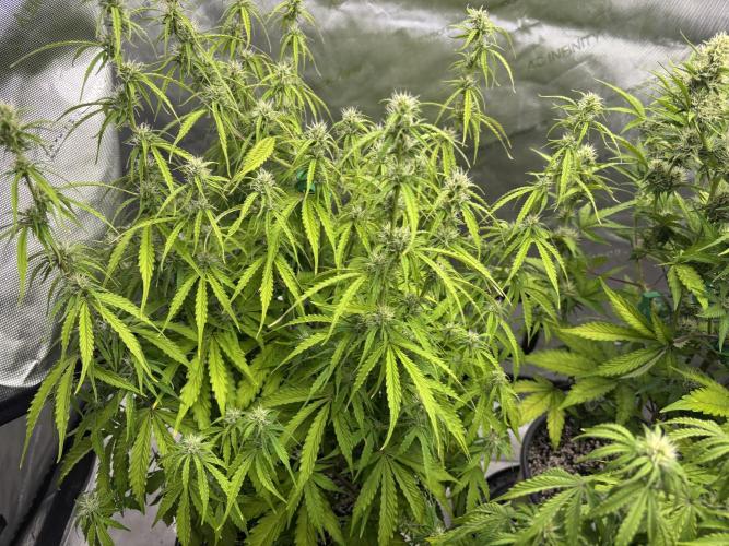 Grape Ape/Cookie Gelato. Week 5