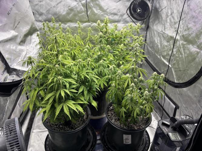 Grape Ape/Cookie Gelato. Week 5