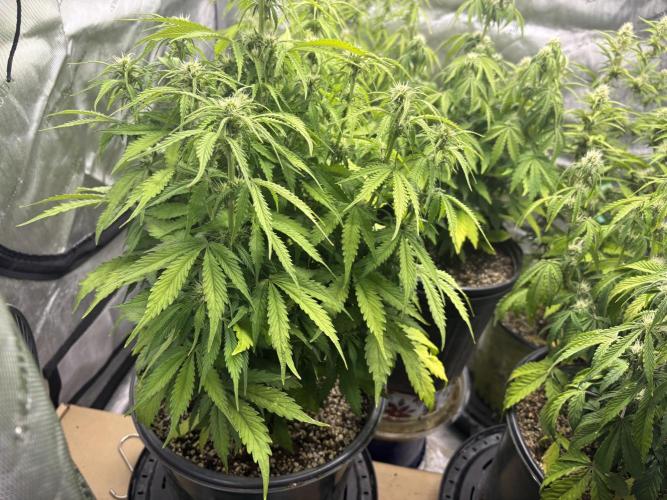 Grape Ape/Cookie Gelato. Week 5