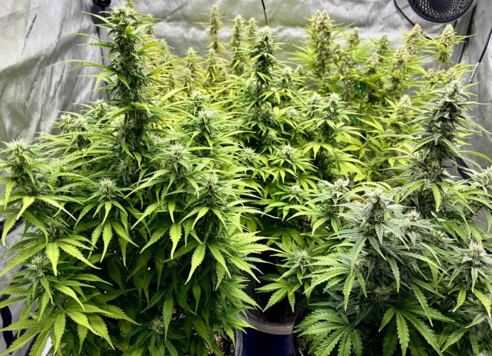 Grape Ape/Cookie Gelato. Week 7