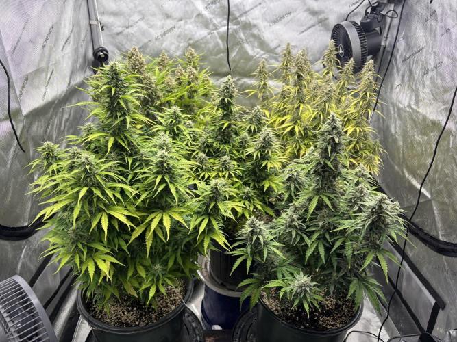 Grape Ape/Cookie Gelato. Week 8