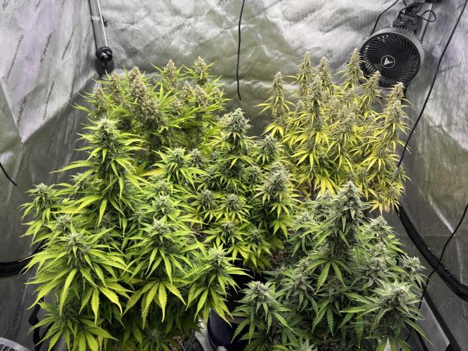 Grape Ape/Cookie Gelato. Week 8