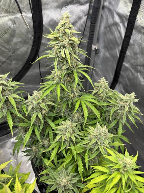 Grape Ape/Cookie Gelato. Week 8