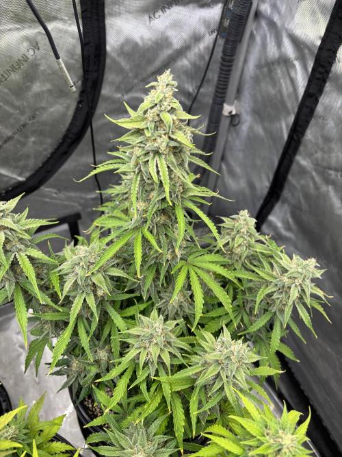 Grape Ape/Cookie Gelato. Week 8