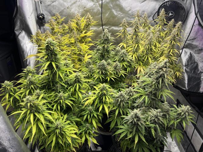 Grape Ape/Cookie Gelato. Week 9