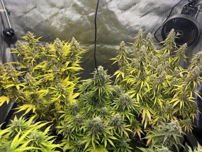 Grape Ape/Cookie Gelato. Week 9