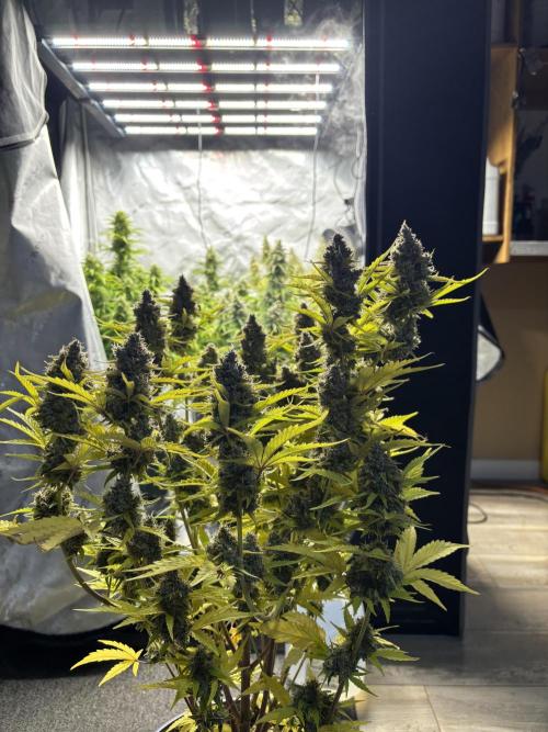 Grape Ape/Cookie Gelato. Week 9