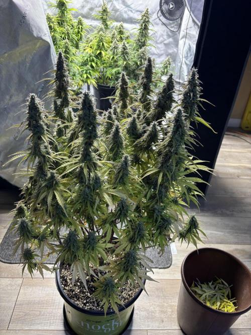 Grape Ape/Cookie Gelato. Week 9