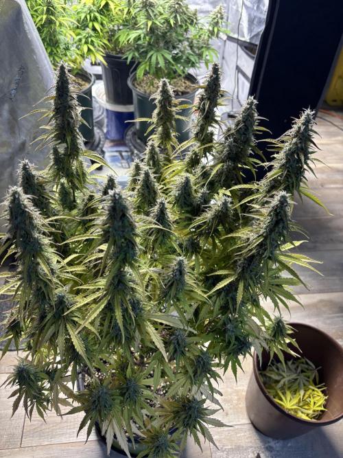 Grape Ape/Cookie Gelato. Week 9