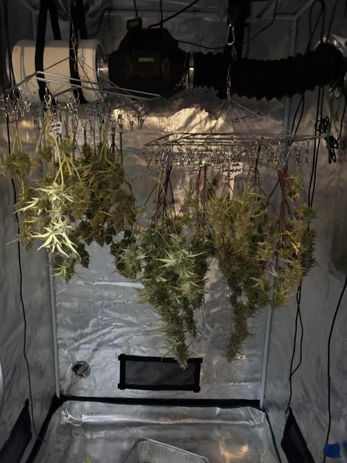 Grape Ape/Cookie Gelato. Week 9