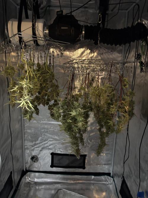 Grape Ape/Cookie Gelato. Week 9