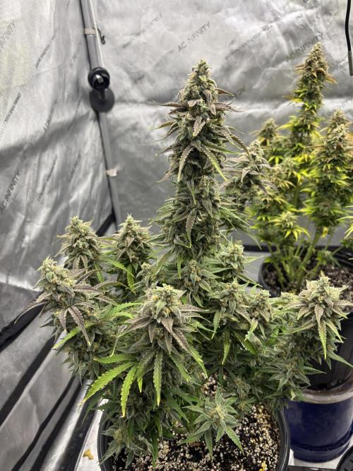 Grape Ape/Cookie Gelato. Week 10