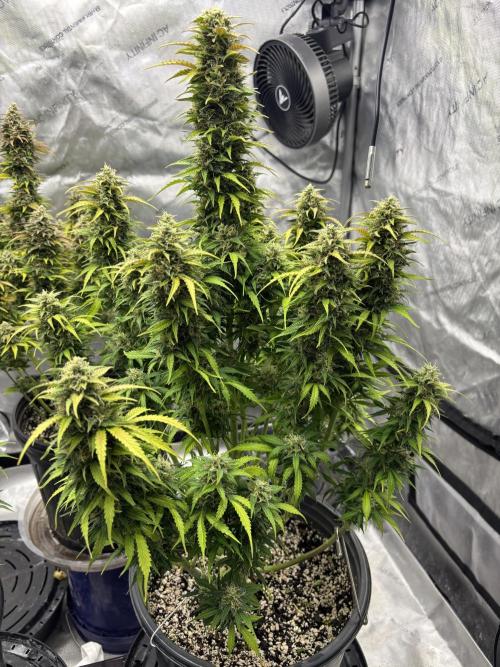 Grape Ape/Cookie Gelato. Week 10