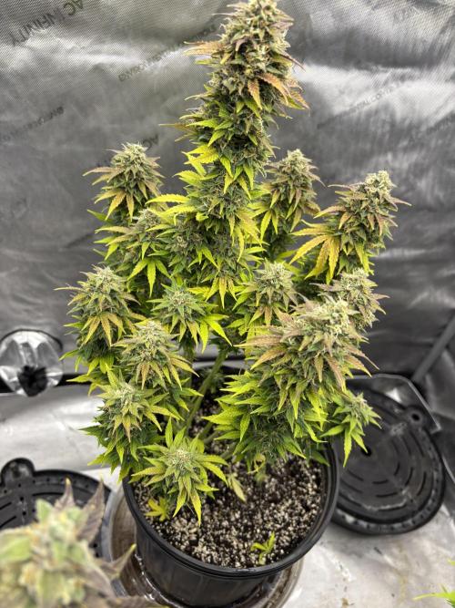 Grape Ape/Cookie Gelato. Week 10