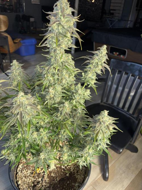 Grape Ape/Cookie Gelato. Week 10