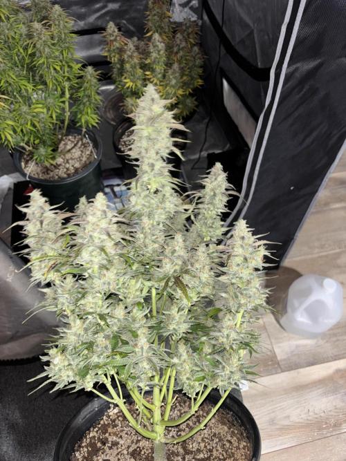 Grape Ape/Cookie Gelato. Week 11